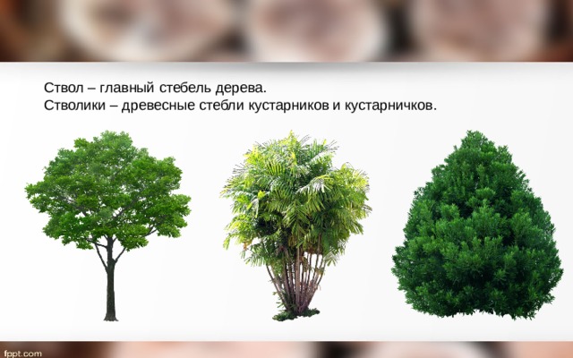 Ствол – главный стебель дерева. Стволики – древесные стебли кустарников и кустарничков. 