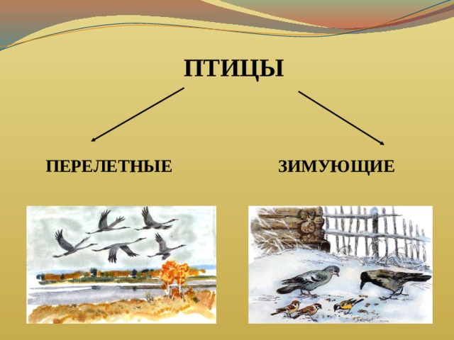 Презентация птицы 1 класс окружающий мир