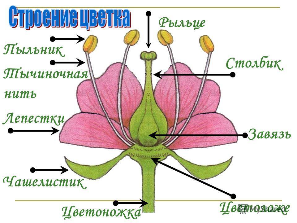 Как по картинке определить что за цветок
