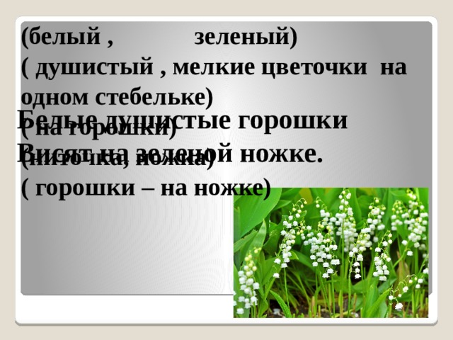 Белые горошки на зеленой ножке что это. Белые горошки на зеленой ножке ответ. Белые горошки на зеленой ножке загадка ответ. Белые горошины на зеленом стебле. Беленькие на ножке зеленой горошки продолжить загадку.