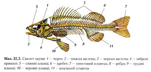 Скелет костной рыбы рисунок 7 класс
