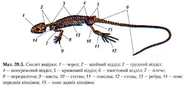 Рассмотрите рисунок напишите названия частей скелета ящерицы обозначенных цифрами