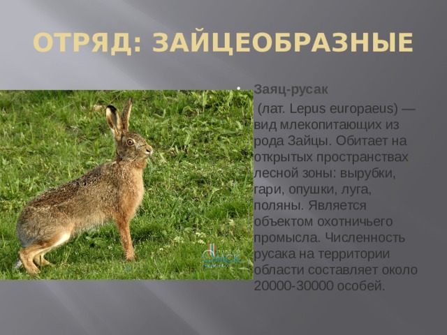 В какой природной зоне обитает заяц. Заяц Русак отряд. Заяц Русак (Lepus europaeus). Отряд зайцеобразные (Lagomorpha).. Lepus europaeus (Pallas, 1778) - заяц-Русак.