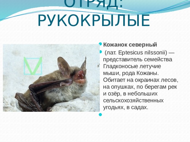 Северный кожанок презентация