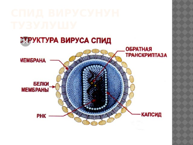 сПИД вирусунун тузулушу 