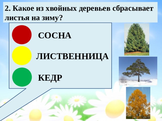 2. Какое из хвойных деревьев сбрасывает листья на зиму? СОСНА ЛИСТВЕННИЦА КЕДР 