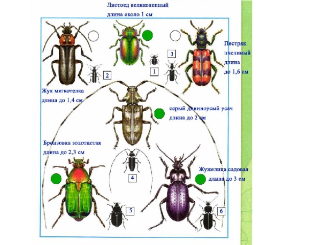 Кто такие насекомые 1 класс окружающий мир. Название Жуков окружающий мир 1 класс атлас определитель.