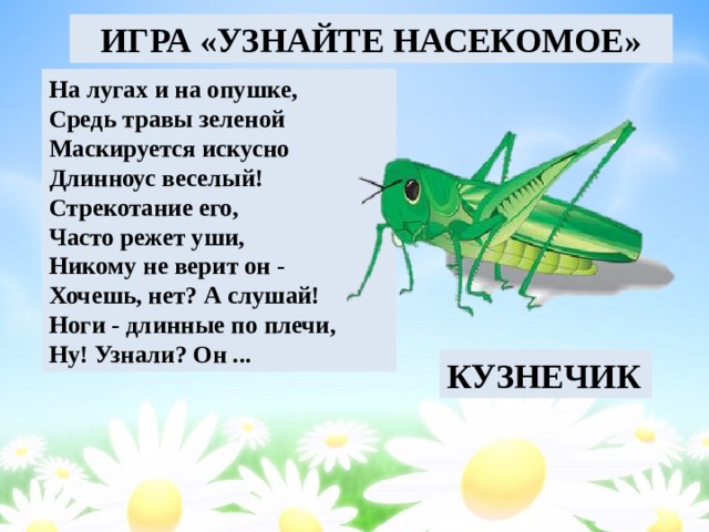 ИГРА «УЗНАЙТЕ НАСЕКОМОЕ» На лугах и на опушке,  Средь травы зеленой  Маскируется искусно  Длинноус веселый!  Стрекотание его,  Часто режет уши,  Никому не верит он -  Хочешь, нет? А слушай!  Ноги - длинные по плечи,  Ну! Узнали? Он ... КУЗНЕЧИК 