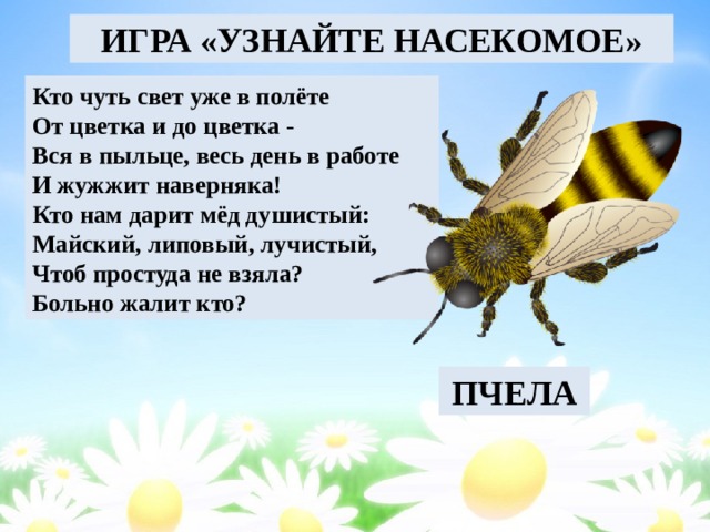 презентация к уроку окружающего мира . презентация к уроку окружающего мира в 1 классе по теме "кто такие насекомые