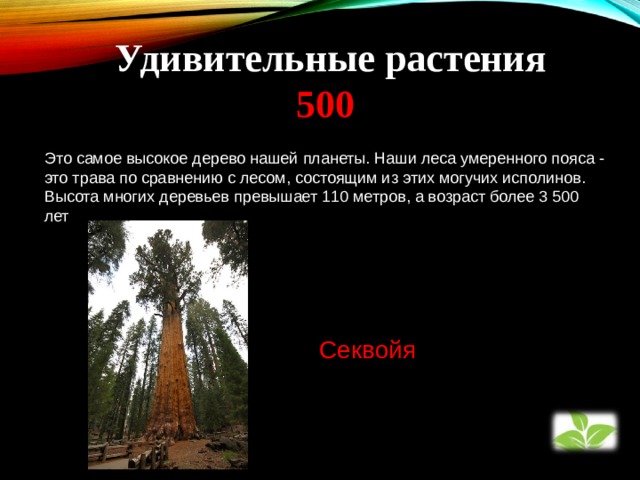  Удивительные растения  500 Это самое высокое дерево нашей планеты. Наши леса умеренного пояса - это трава по сравнению с лесом, состоящим из этих могучих исполинов. Высота многих деревьев превышает 110 метров, а возраст более 3 500 лет Секвойя 