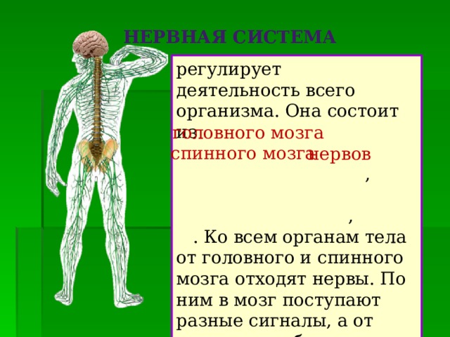 Центральная нервная система организма