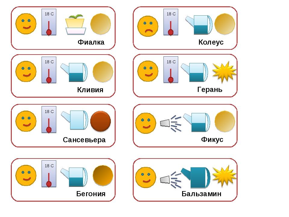 Картотека комнатных растений в детском саду с картинками