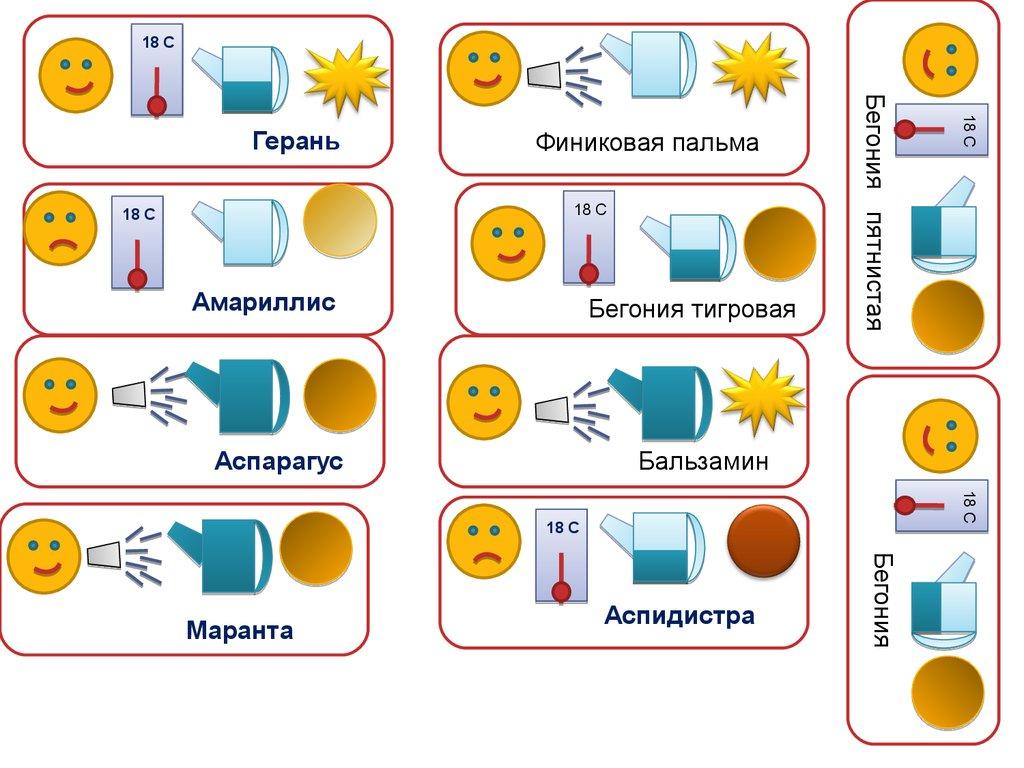 План ухода за комнатными растениями