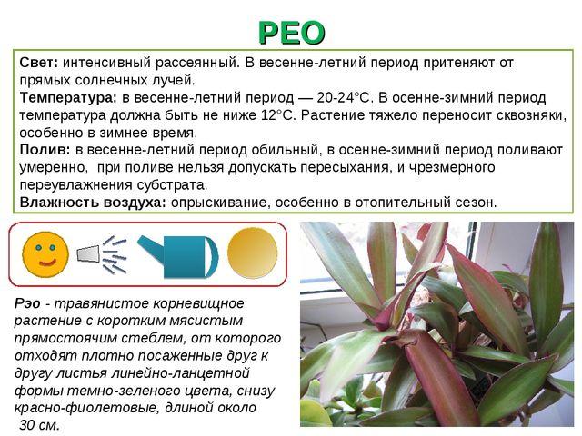 Условные обозначения комнатных растений в детском саду картинки