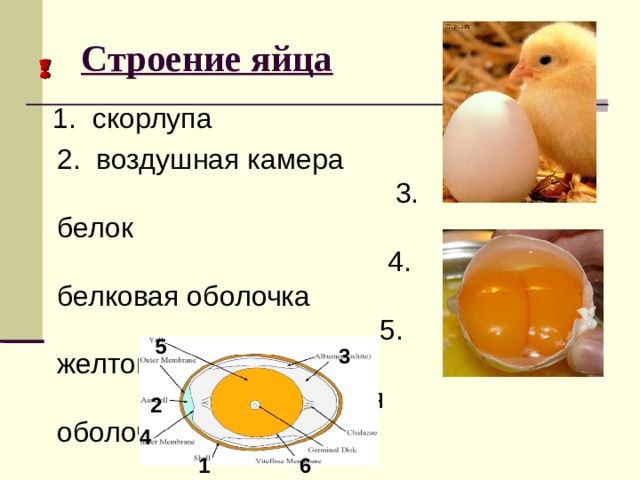 Воздушная камера функции. Воздушная камера в яйце. Аоздушная камерамяйцо. Строение яичного белка. Строение воздушной камеры яйца.