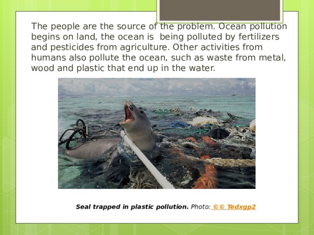 The people are the source of the problem. Ocean pollution begins on land, the ocean is  being polluted by fertilizers and pesticides from agriculture. Other activities from humans also pollute the ocean, such as waste from metal, wood and plastic that end up in the water. Seal trapped in plastic pollution. Photo:  ©© Tedxgp2 