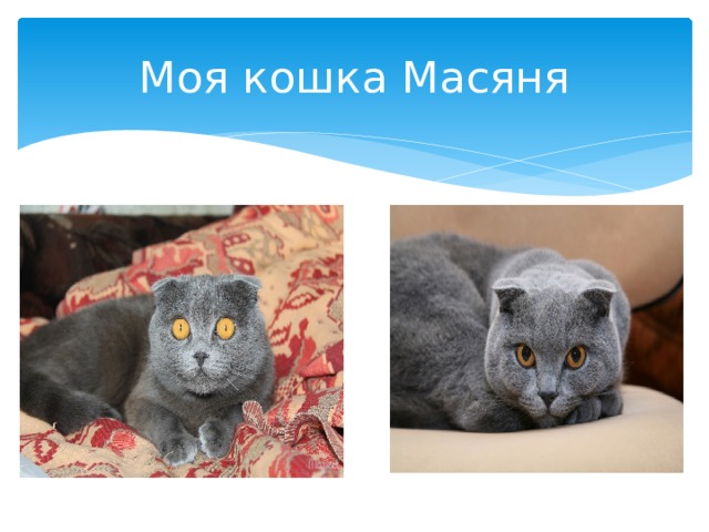 Моя кошка Масяня 