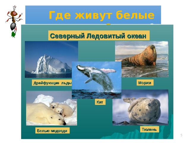 Где живут белые медведи? время?   