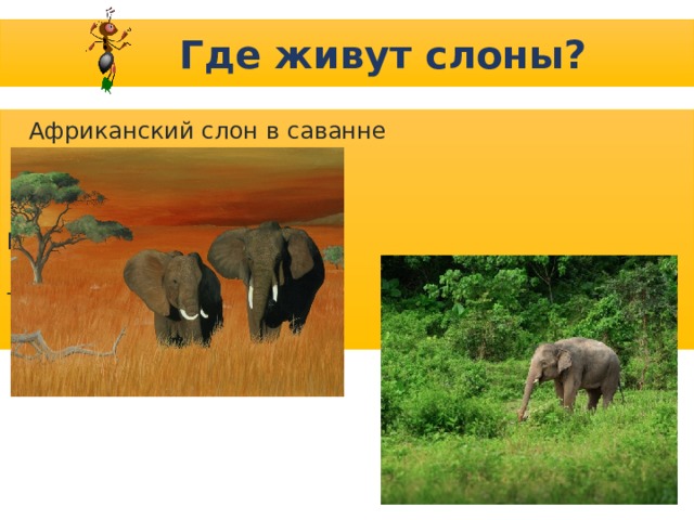 Где живут слоны?  Африканский слон в саванне  Индийский слон  в тропическом лесу   