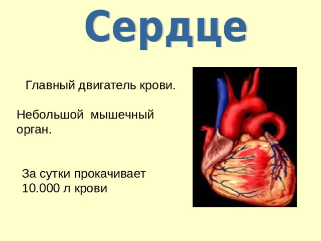  Главный двигатель крови. Небольшой мышечный орган. За сутки прокачивает 10.000 л крови 