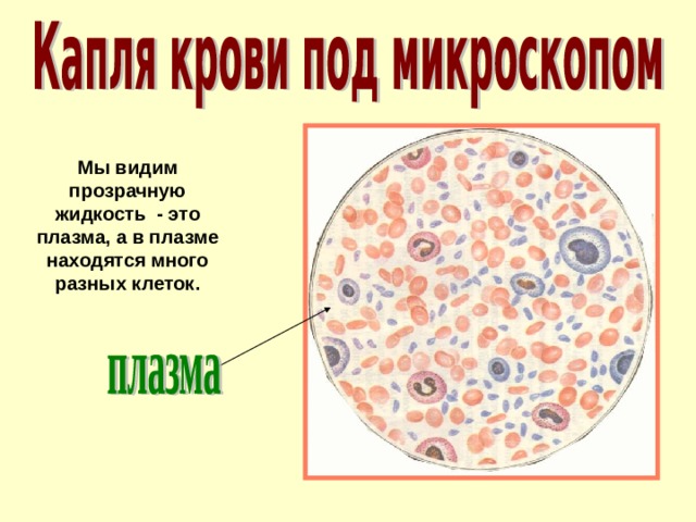 Мы видим прозрачную жидкость - это плазма, а в плазме находятся много разных клеток. 