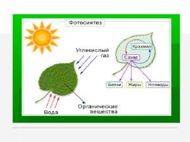 Схема процесса фотосинтеза рисунок. Фотосинтез рисунок. Фотосинтез листа схема. Процессы протекающие при фотосинтезе. Последовательность процессов при фотосинтезе.