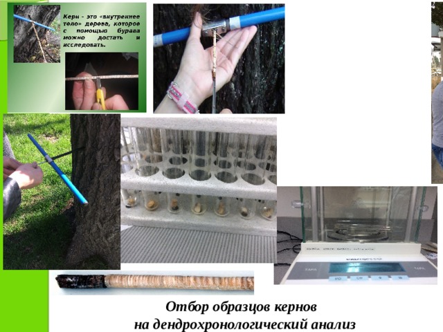 Отбор образцов кернов  на дендрохронологический анализ 