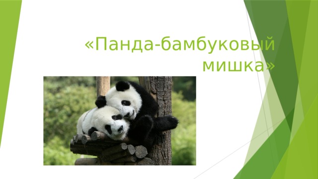 «Панда-бамбуковый мишка»  