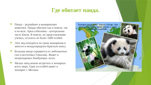 Где обитает панда. Панда – редчайшее и вымирающее животное. Панды обитают как в неволе, так и на воле. Ареал обитания – центральная часть Китая. В неволе, по представлениям ученых, осталось не более 1600 особей. Этот вид находится на грани вымирания и занесен в международную Красную книгу. Большая панда скрывается от любопытных глаз в восточных Гималаях. Живет в непроходимых бамбуковых лесах. Малых панд можно встретить в зоопарках всего мира. Одна из особей живет в зоопарке г. Москвы.  