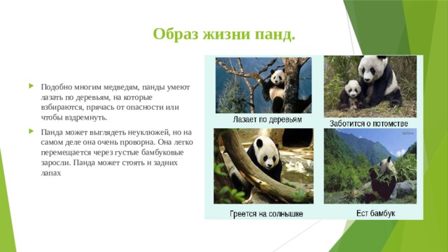 Образ жизни панд. Подобно многим медведям, панды умеют лазать по деревьям, на которые взбираются, прячась от опасности или чтобы вздремнуть. Панда может выглядеть неуклюжей, но на самом деле она очень проворна. Она легко перемещается через густые бамбуковые заросли. Панда может стоять н задних лапах  