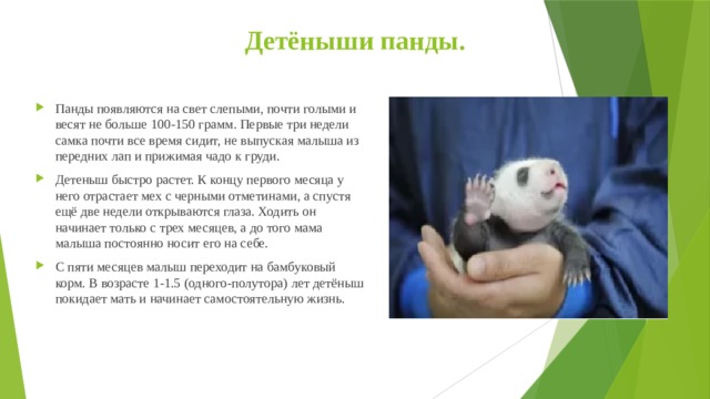 Детёныши панды. Панды появляются на свет слепыми, почти голыми и весят не больше 100-150 грамм. Первые три недели самка почти все время сидит, не выпуская малыша из передних лап и прижимая чадо к груди. Детеныш быстро растет. К концу первого месяца у него отрастает мех с черными отметинами, а спустя ещё две недели открываются глаза. Ходить он начинает только с трех месяцев, а до того мама малыша постоянно носит его на себе. С пяти месяцев малыш переходит на бамбуковый корм. В возрасте 1-1.5 (одного-полутора) лет детёныш покидает мать и начинает самостоятельную жизнь.  