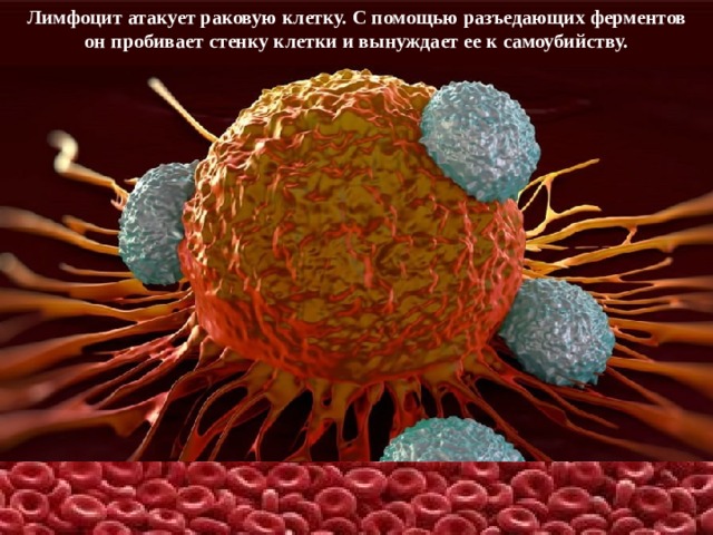 Лимфоцит атакует раковую клетку.  С помощью разъедающих ферментов он пробивает стенку клетки и вынуждает ее к самоубийству. 