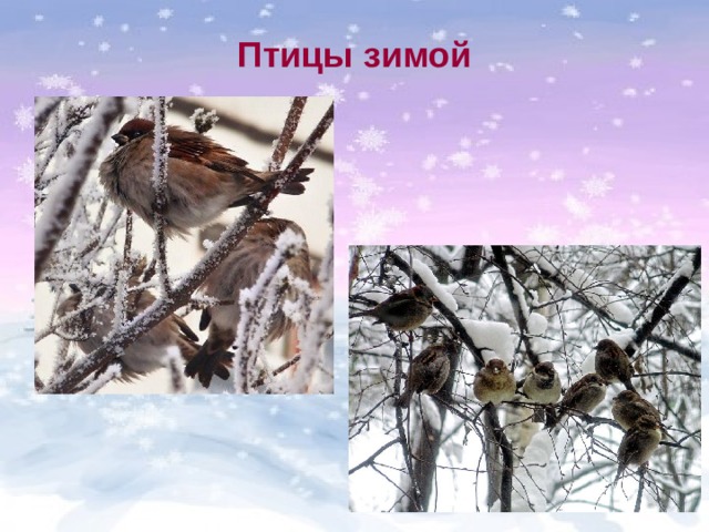 Птицы зимой 