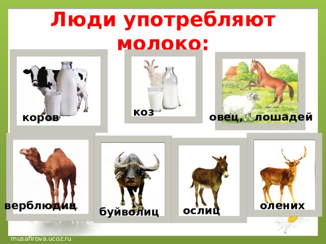 Люди употребляют молоко: коз овец, лошадей коров верблюдиц олених ослиц буйволиц 