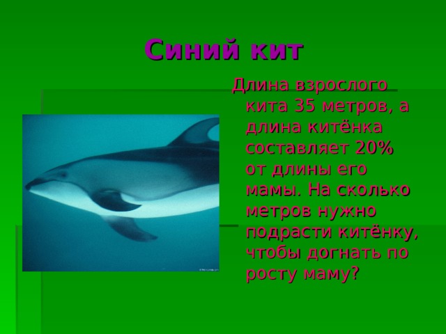 Синий кит Длина взрослого кита 35 метров, а длина китёнка составляет 20% от длины его мамы. На сколько метров нужно подрасти китёнку, чтобы догнать по росту маму? 