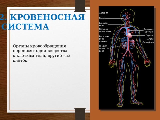 Другой организм. Кровеносная система обеспечивает питанием клетки тела. Система переносит одни вещества к клеткам тела, другие из клеток. Переносит 1 вещества к клеткам тела других из клеток. Обращение к клеткам тела.