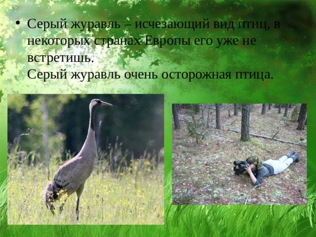 Серый журавль – исчезающий вид птиц, в некоторых странах Европы его уже не встретишь.  Серый журавль очень осторожная птица. 