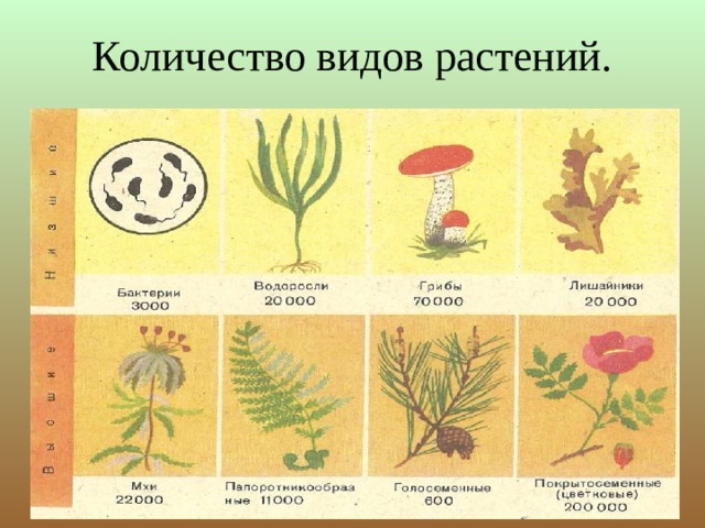 Количество видов растений. 