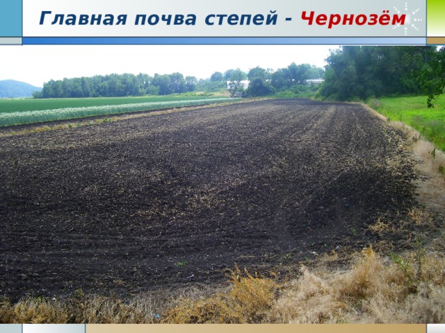 Главная почва степей - Чернозём Чернозёмы 