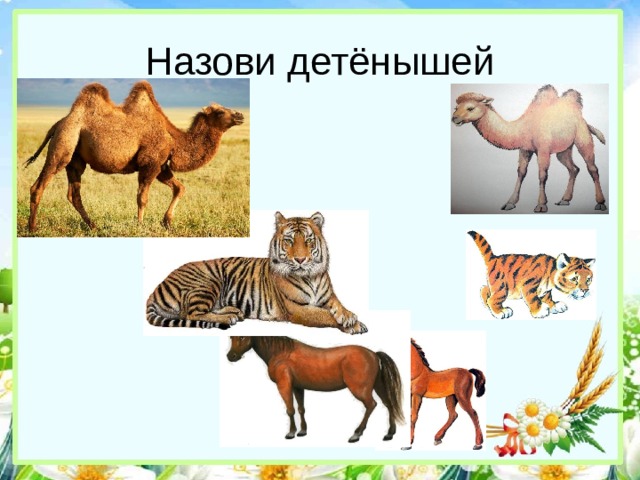 Назови детёнышей 