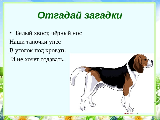 Загадка белы. Белый хвост черный нос. Загадки черного и белого. Загадки про собак белый хвост. Черный с белым хвост стих.