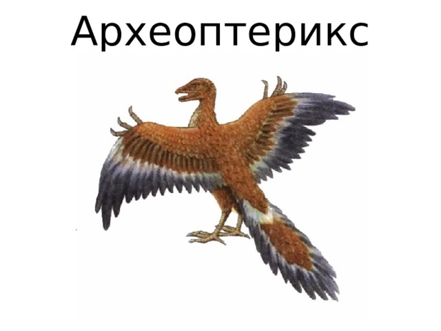 Археоптерикс реконструкция. Археоптерикс. Археоптерикс рисунок. Археоптерикс на белом фоне.