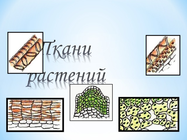 Растительные ткани презентация 6 класс