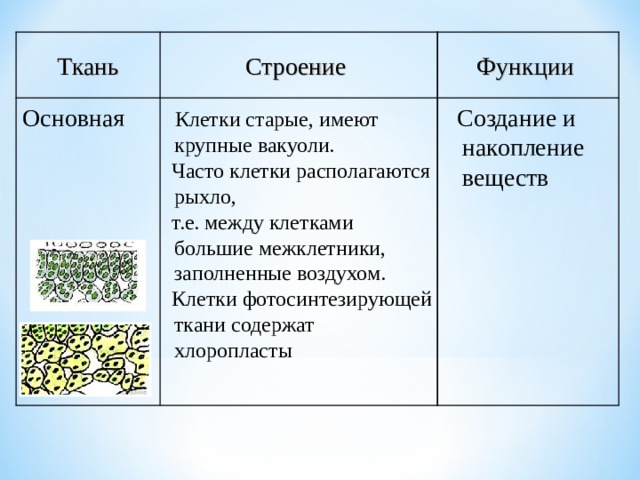 Клетки какой ткани имеют