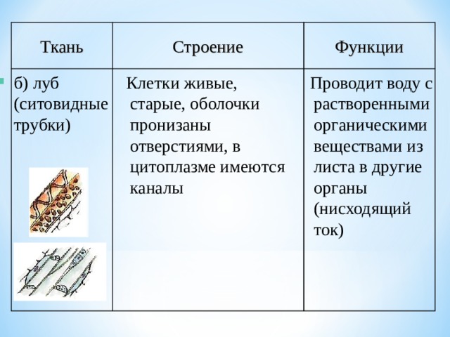 Луб особенности строения