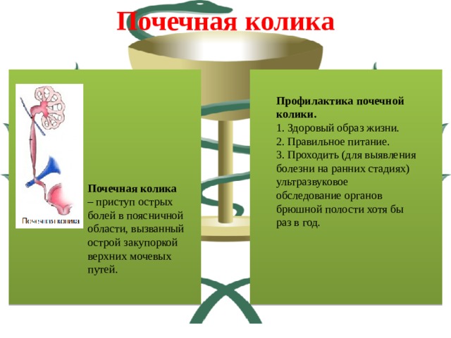 Заболевания мочевыделительной системы и их профилактика презентация