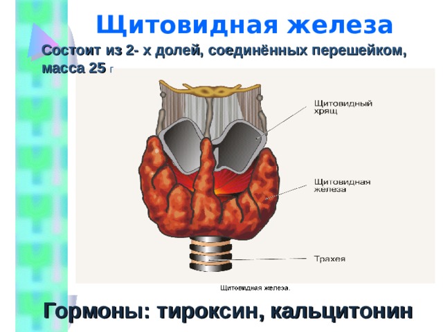 Щитовидная железа перешеек. Состоит из двух долей Соединённых перешейком. Состоит из двух долей Соединённых перешейком располагается в костном. Состоит из двух долей Соединённых перешейком гипофиз. Щитовидная железа 2 доли соединены.