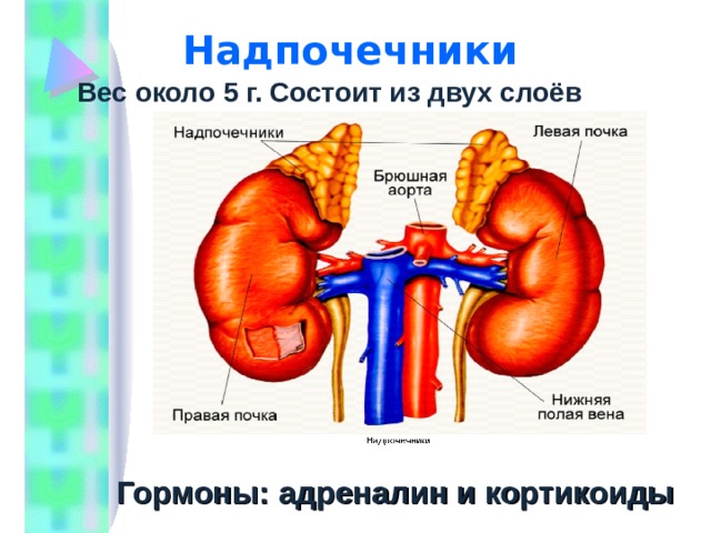 3 слоя надпочечников