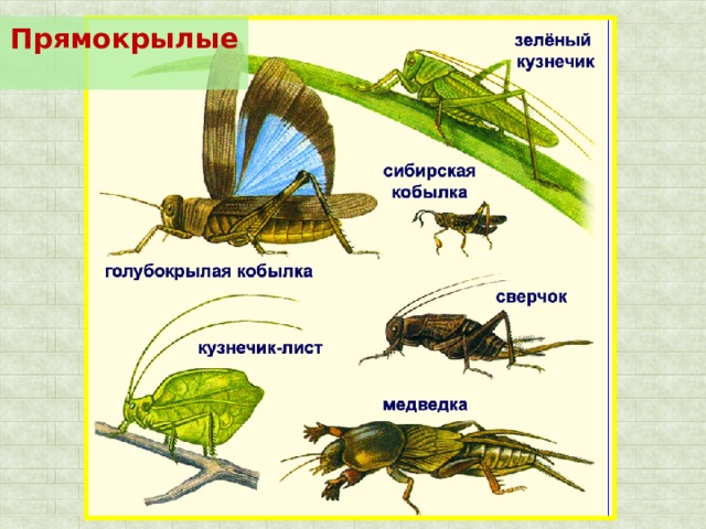 Прямокрылые 