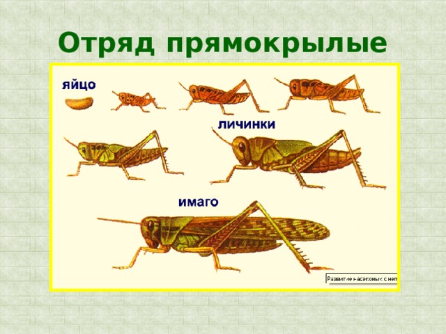 Отряд прямокрылые 